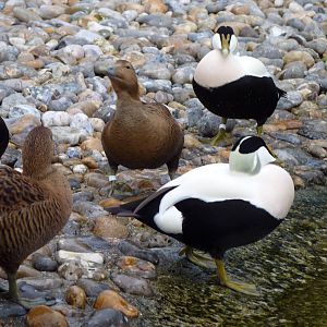 European Eider Ducks