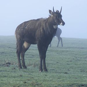 Nilgai at Knowsley Safari Park, 28 December 2009