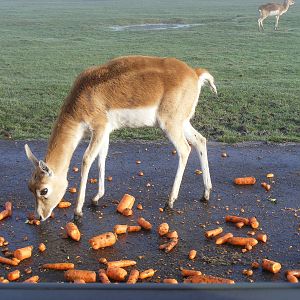 Blackbuck at Knowsley Safari Park, 28 December 2009