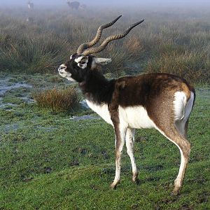 Blackbuck at Knowsley Safari Park, 28 December 2009