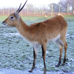 Kafue flats lechwe at Knowsley Safari Park, 28 December 2009