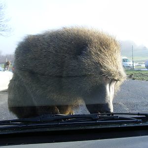 Olive baboon trying to eat my car at Knowsley Safari Park, 28 December 2009
