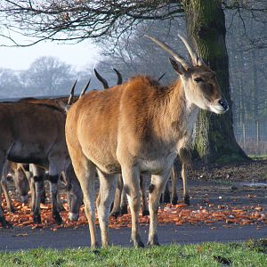 Eland at Knowsley Safari Park, 28 December 2009