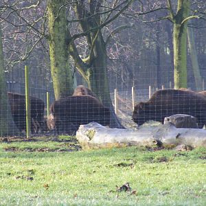 American bison at Knowsley Safari Park, 28 December 2009