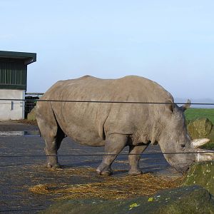 White rhino at Knowsley Safari Park, 28 December 2009