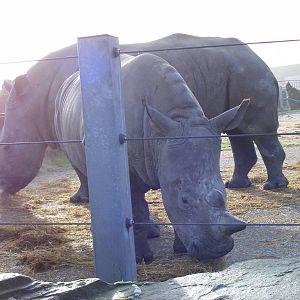 White rhinos at Knowsley Safari Park, 28 December 2009