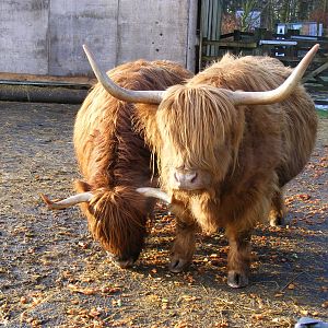 Highland cattle at Knowsley Safari Park, 28 December 2009