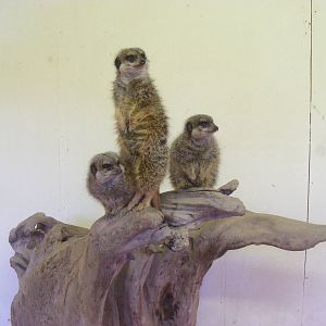 Meerkats at Knowsley Safari Park, 28 December 2009