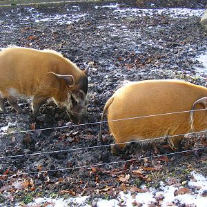 Princess and Butler the red river hogs at Knowsley Safari Park, 28 December