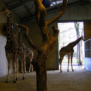 Rigsby, Oliver and Jester the giraffes at Knowsley Safari Park, 28 December