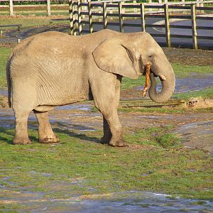 African elephant at Knowsley Safari Park, 28 December 2009