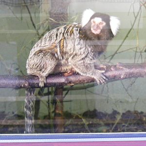 Common marmoset at Knowsley Safari Park, 28 December 2009