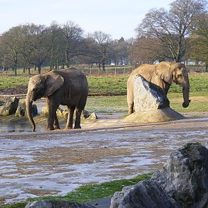 African elephants at Knowsley Safari Park, 28 December 2009