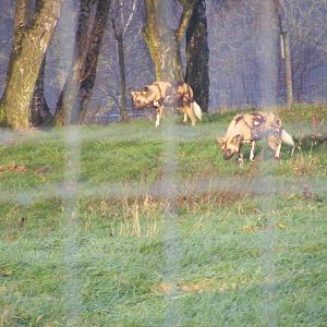 African hunting dogs at Knowsley Safari Park, 28 December 2009