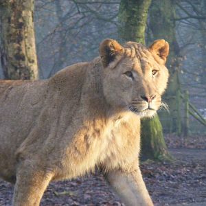 African lion at Knowsley Safari Park, 28 December 2009