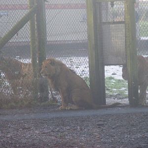 African lions at Knowsley Safari Park, 28 December 2009