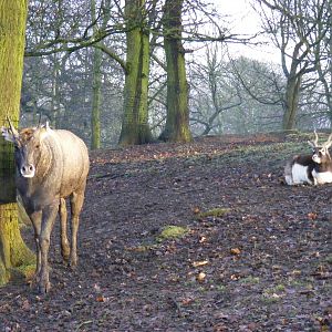 Nilgai and blackbuck at Knowsley Safari Park, 28 December 2009