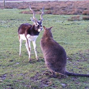 Blackbuck and Bennett's wallaby at Knowsley Safari Park, 28 December 2009