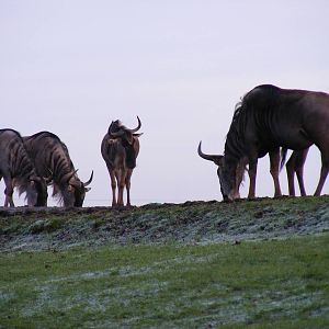 White-bearded wildebeest at Knowsley Safari Park, 28 December 2009