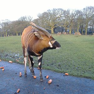 Bongo and axis deer at Knowsley Safari Park, 28 December 2009