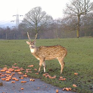Axis deer at Knowsley Safari Park, 28 December 2009