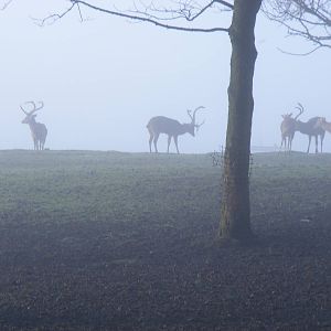 Brow-antlered deer in the fog at Knowsley Safari Park, 28 December 2009