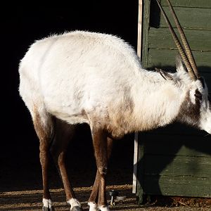 Arabian Oryx
