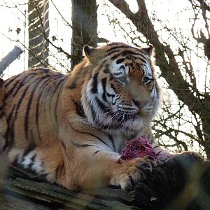 Zambar the Amur Tiger