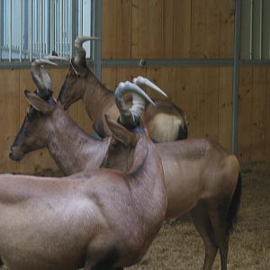 Hartebeest