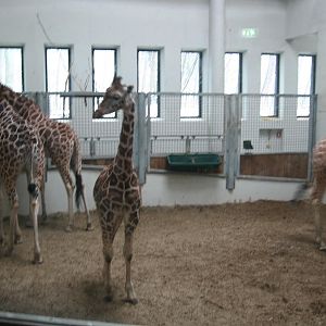 Giraffe indoors