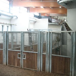Giraffe indoors