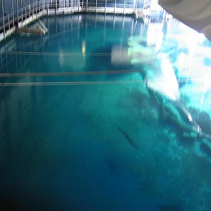 Ocean tank