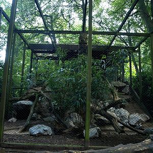 Duisburg Zoo - Lynx exhibit