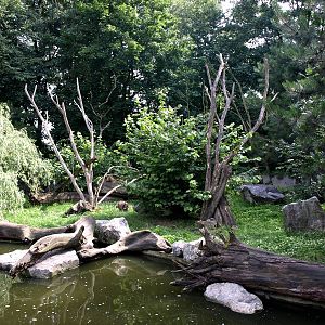 Duisburg Zoo - Raccoon exhibit