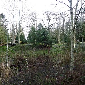 Arctic Wolf Exhibit - See The Wolf?
