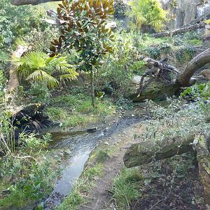 Jaguar Cove - See The Jaguar?