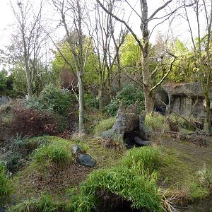Red-Flanked Duiker Exhibit