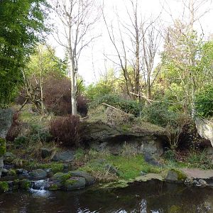 Red-Flanked Duiker Exhibit