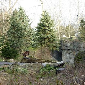 Grizzly Bear + Rocky Mountain Goat