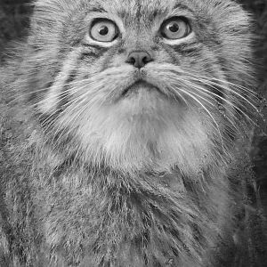 Pallas Cat