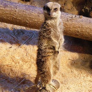 Slender-tailed meerkat at Blackpool Zoo, 29 December 2009