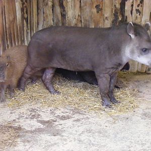 Capybara and Brazilian tapirs at Blackpool Zoo, 29 December 2009