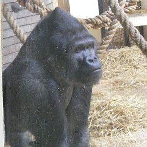 Bukavu the gorilla at Blackpool Zoo, 29 December 2009
