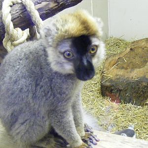 Red fronted lemur at Blackpool Zoo, 29 December 2009