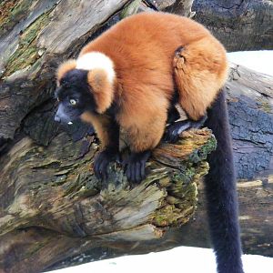 Red-ruffed lemur in Lemur Wood at Blackpool Zoo, 29 December 2009