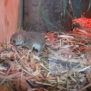 Grey mouse lemur at Blackpool Zoo, 29 December 2009