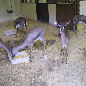Mountain gazelles at Blackpool Zoo, 29 December 2009