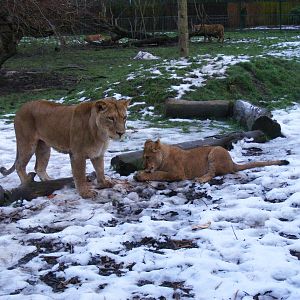 African lions at feeding time at Blackpool Zoo, 29 December 2009