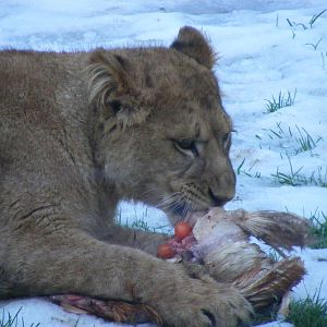 African lion cub at feeding time at Blackpool Zoo, 29 December 2009
