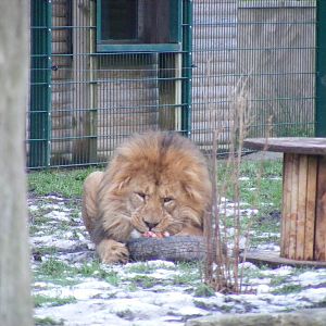 Wallace the African lion at feeding time at Blackpool Zoo, 29 December 2009
